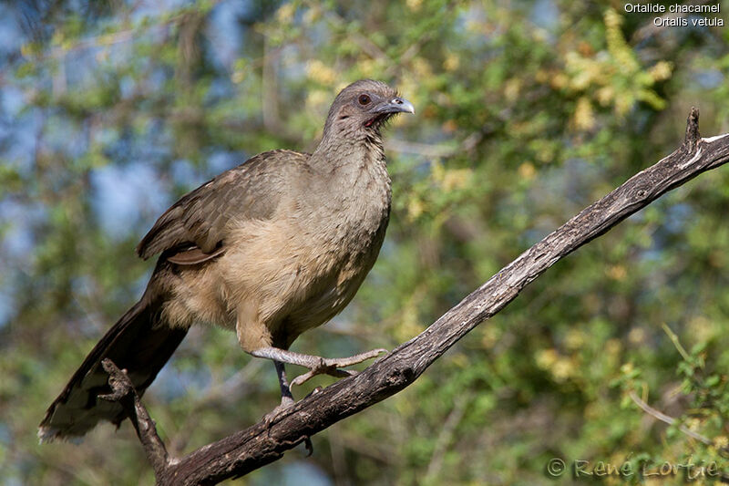 Ortalide chacamel mâle, identification