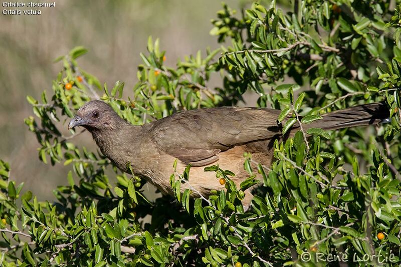 Ortalide chacameladulte, identification