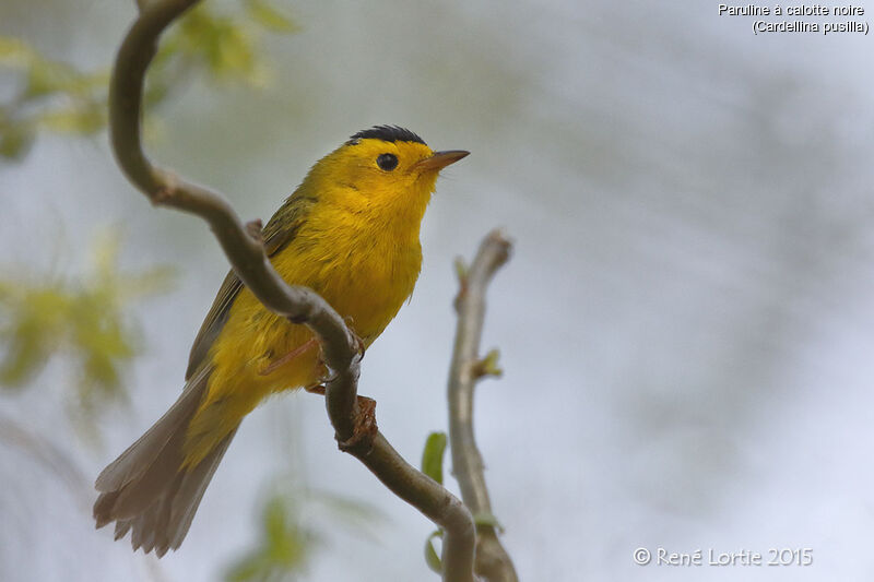 Wilson's Warbler male adult, identification