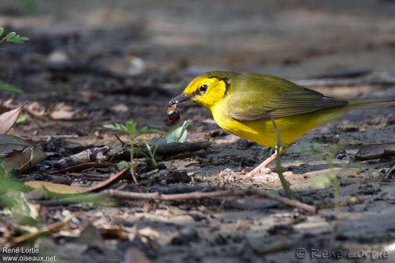 Hooded Warbler female adult, identification