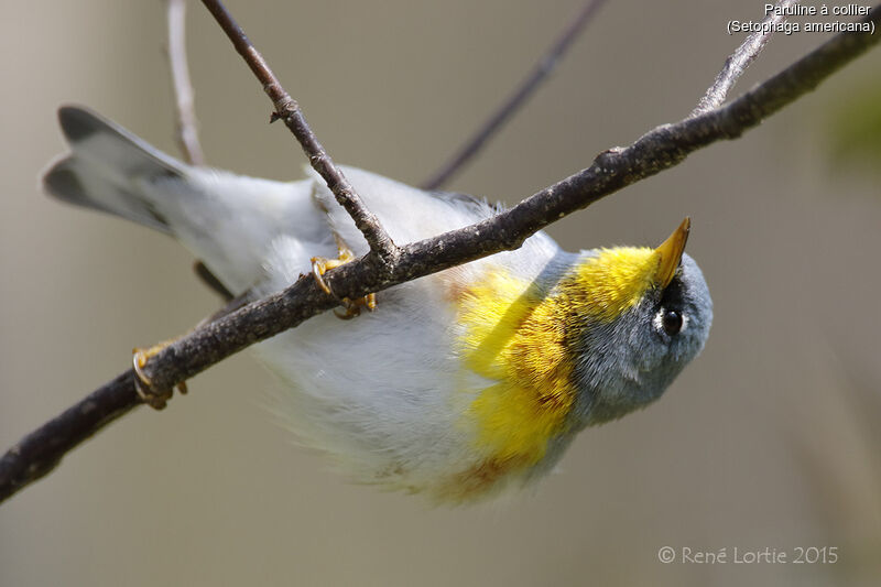 Northern Parula male adult, identification, Behaviour