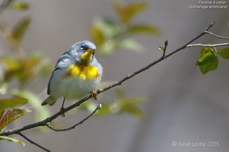 Northern Parula male adult, identification