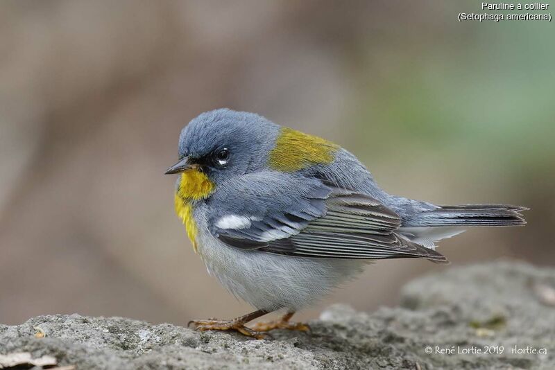 Paruline à collieradulte, portrait