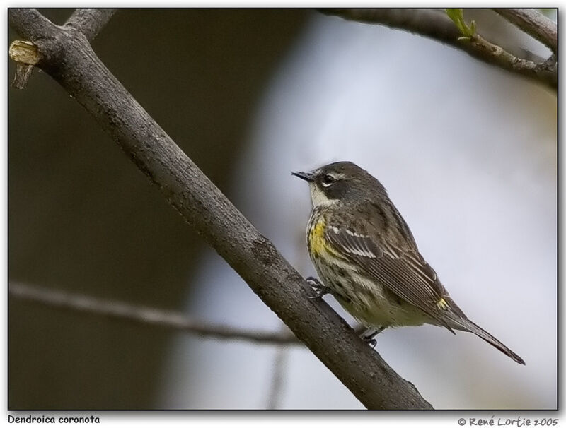 Myrtle Warbler