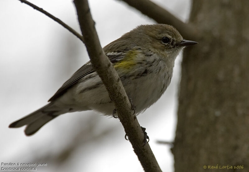 Myrtle Warbler