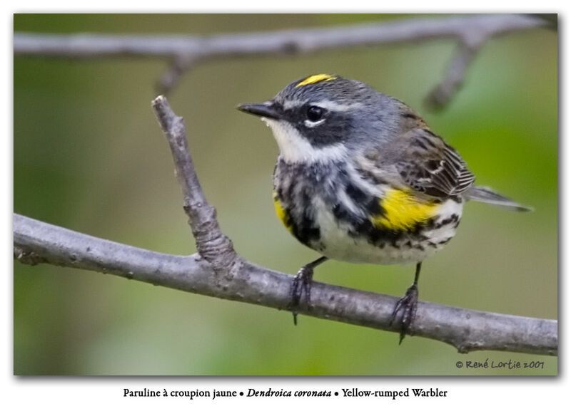 Myrtle Warbler male adult breeding