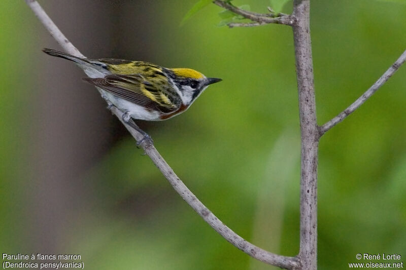 Chestnut-sided Warbler