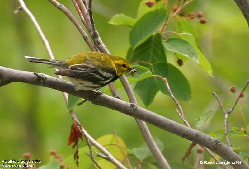 Black-throated Green Warbler