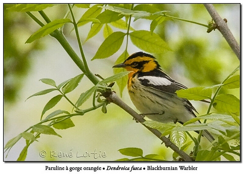 Blackburnian Warbler male adult breeding