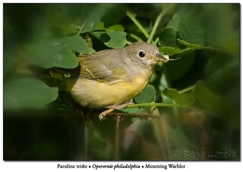 Nashville Warbler female adult, feeding habits, fishing/hunting