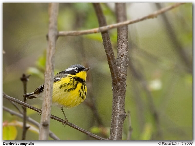 Magnolia Warbler