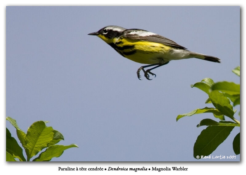 Magnolia Warbler male adult breeding