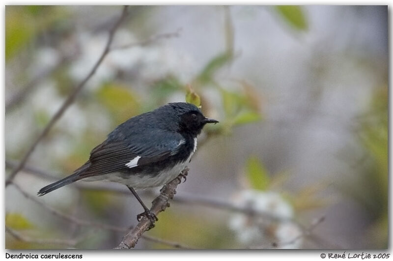 Black-throated Blue Warbler