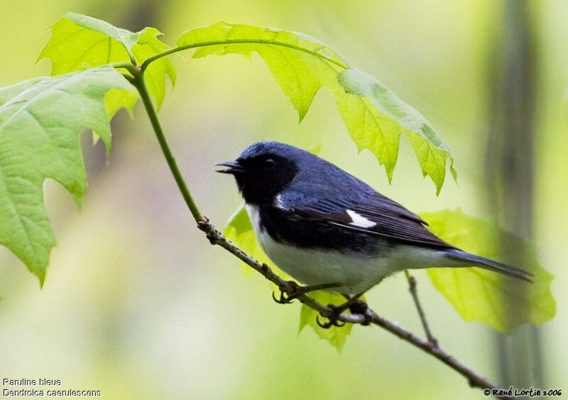 Black-throated Blue Warbler male adult