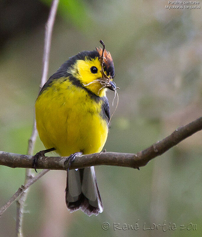 Collared Whitestartadult, identification, Reproduction-nesting, Behaviour