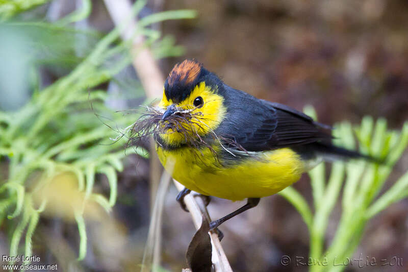 Collared Whitestartadult, Reproduction-nesting, Behaviour