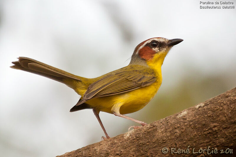 Chestnut-capped Warbleradult, identification