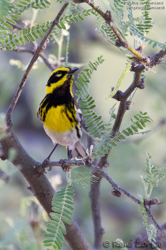 Paruline de Townsend mâle adulte, identification