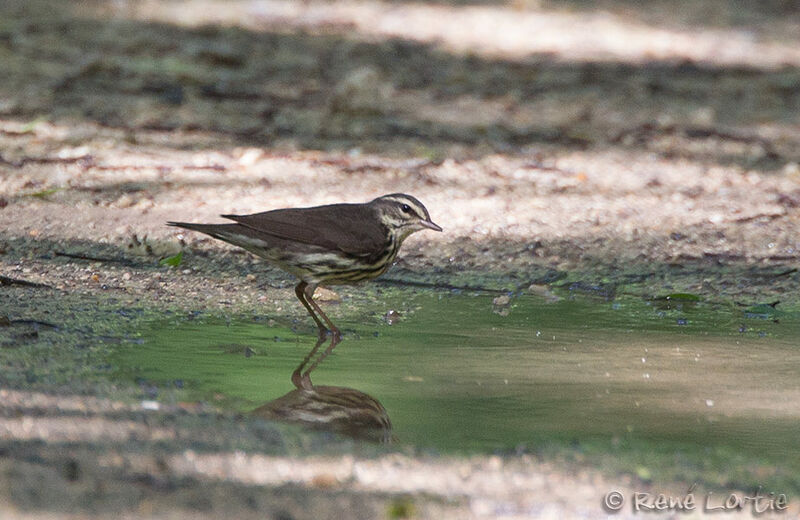 Paruline des ruisseaux