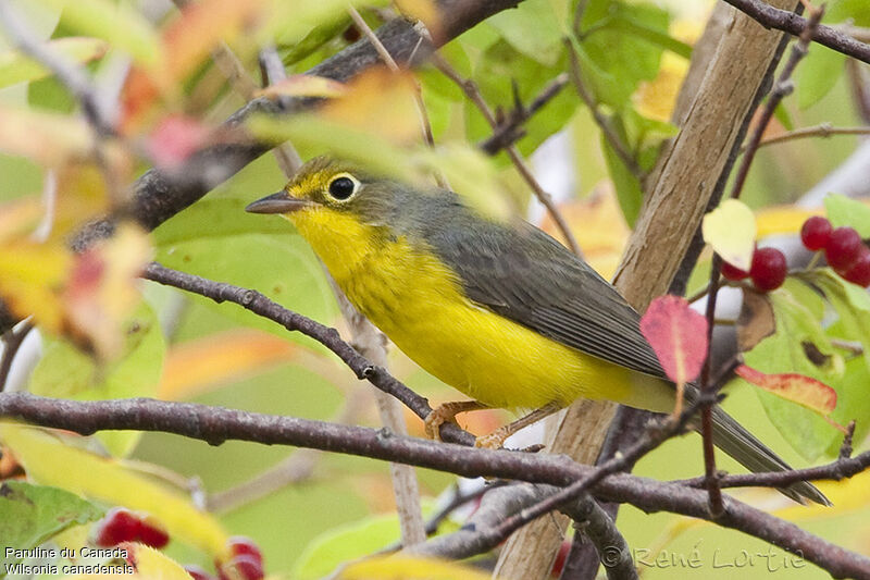 Paruline du Canada femelle adulte, identification