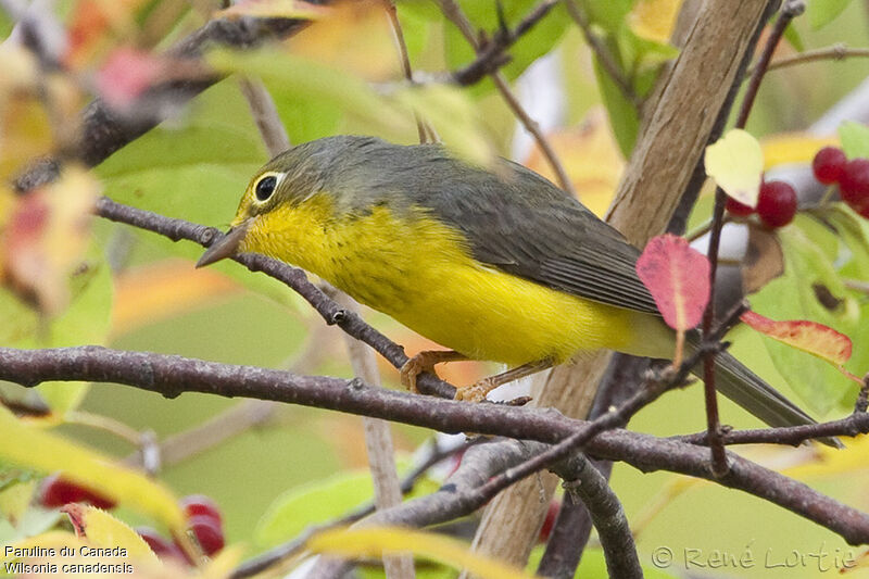 Paruline du Canada femelle adulte, identification