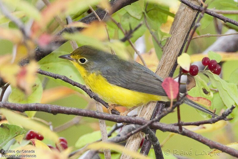 Canada Warbler female adult, identification