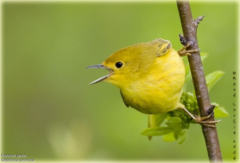 Paruline jauneadulte