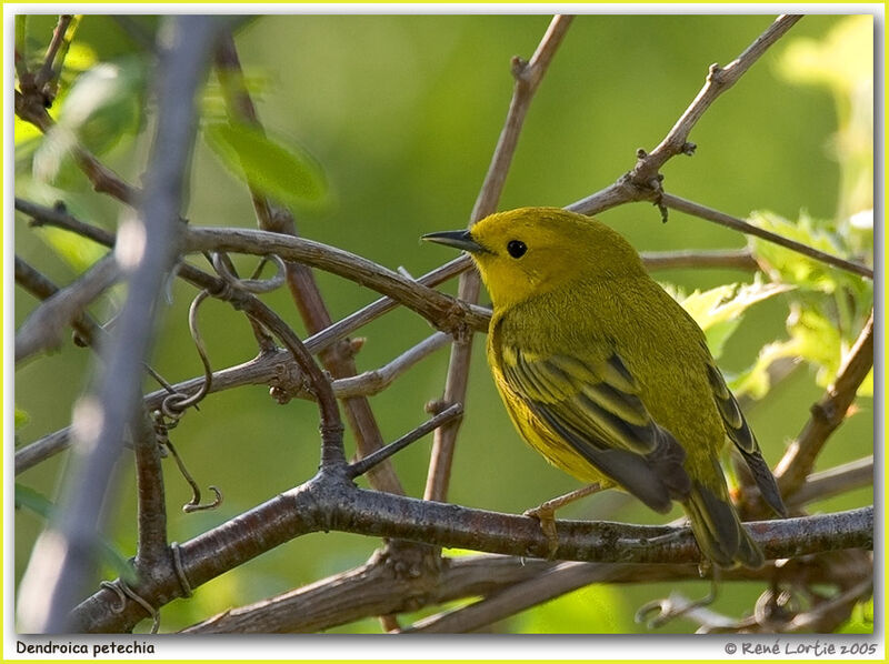 American Yellow Warbler