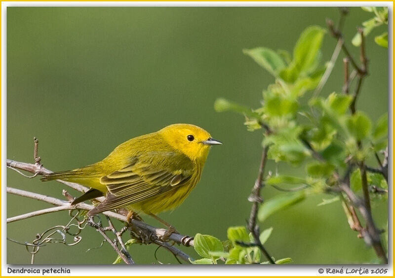 American Yellow Warbler