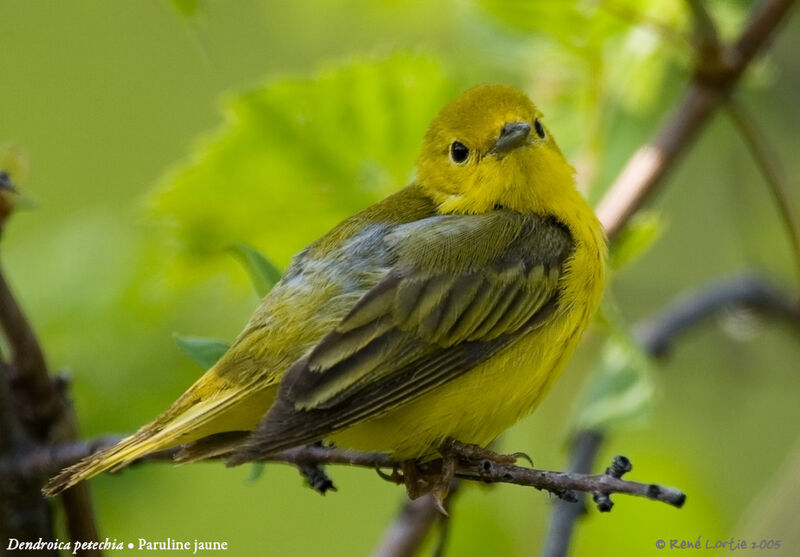 American Yellow Warbler