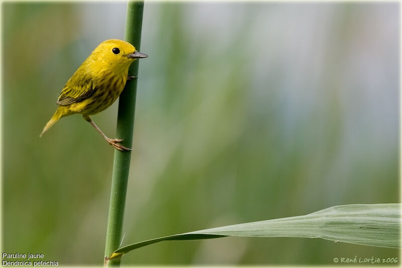 American Yellow Warbler