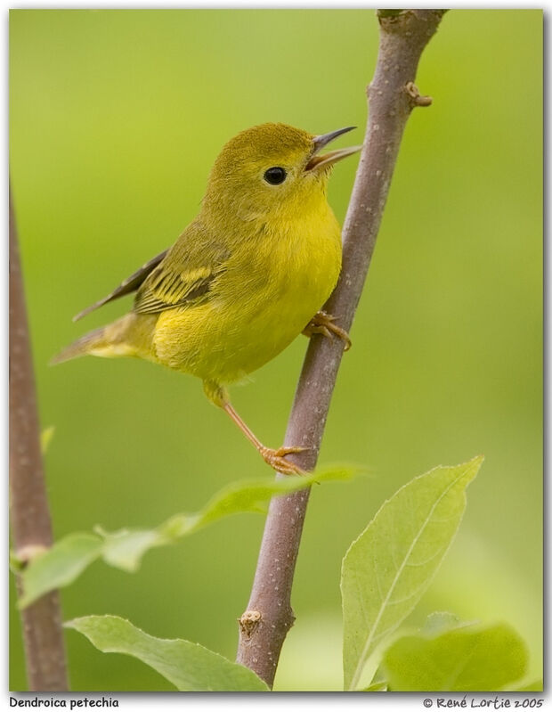 American Yellow Warbler