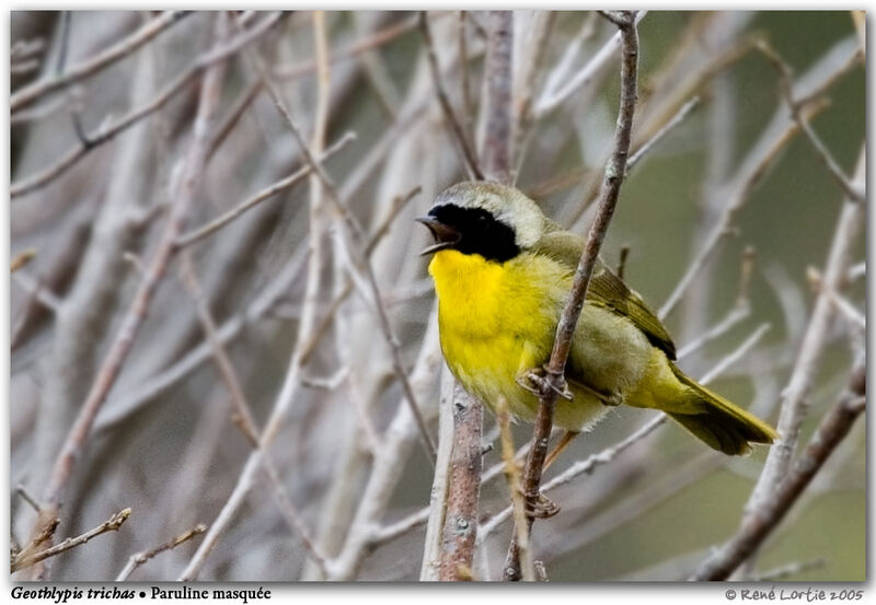 Common Yellowthroat