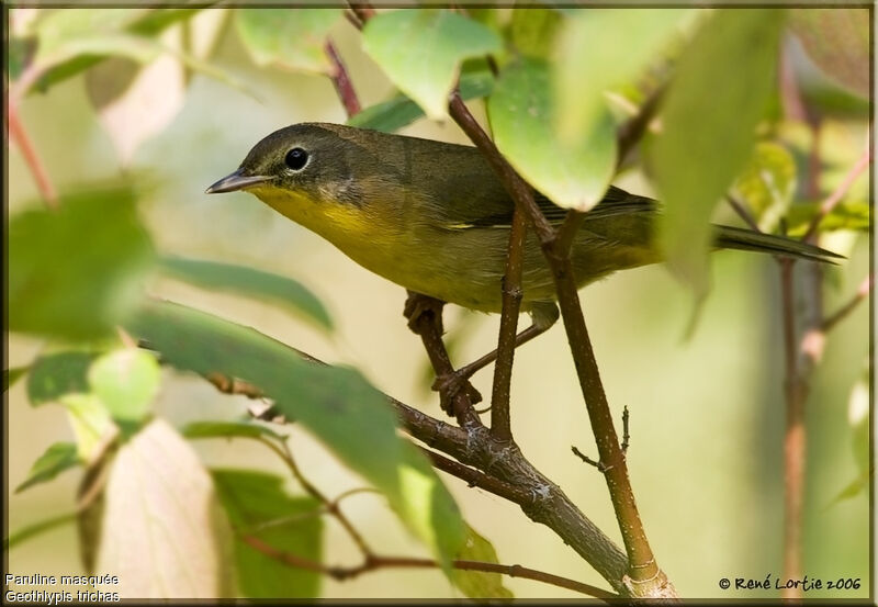 Common Yellowthroatimmature