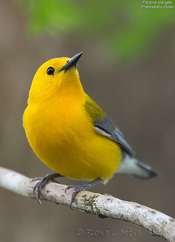 Prothonotary Warbler male adult, identification