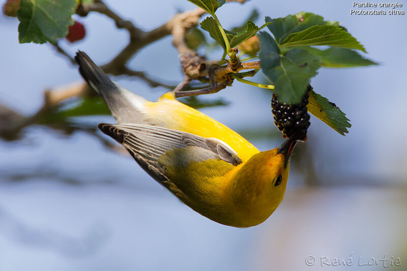 Prothonotary Warbler male adult, identification, feeding habits