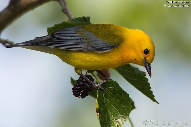 Prothonotary Warbler male adult, identification, feeding habits