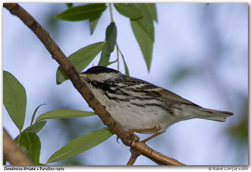 Blackpoll Warbler