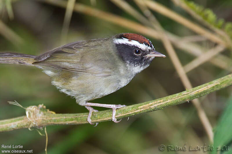 Black-cheeked Warbleradult, identification