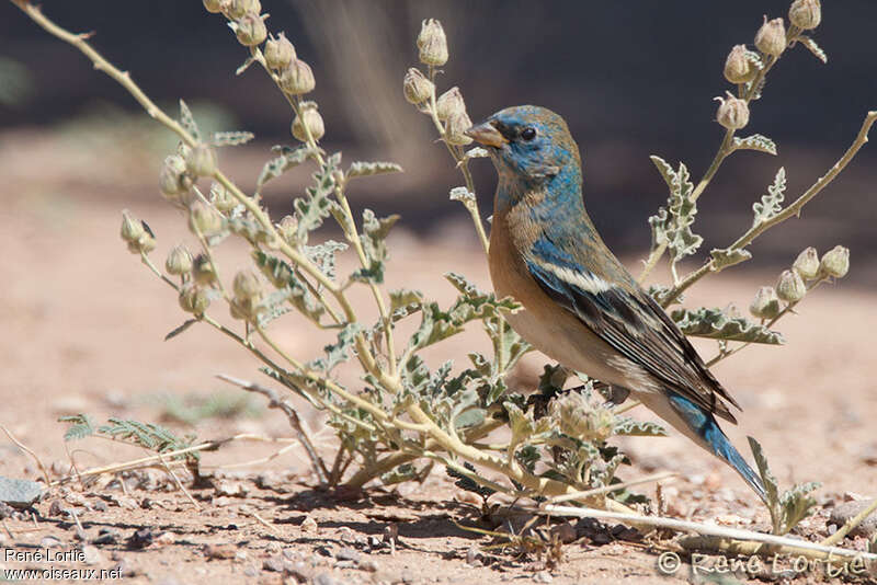 Lazuli Bunting male First year, identification