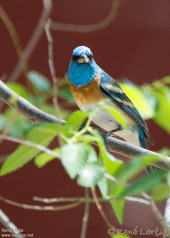 Lazuli Bunting male adult breeding, close-up portrait