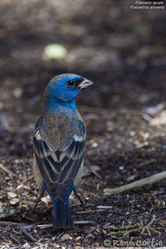 Passerin azuré mâle 1ère année, identification