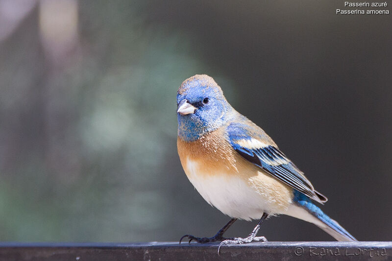 Lazuli Bunting male First year, identification