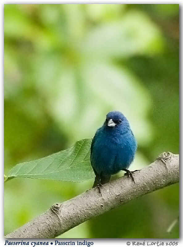 Passerin indigo