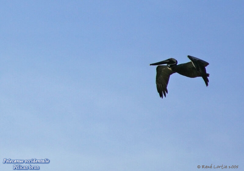 Brown Pelican