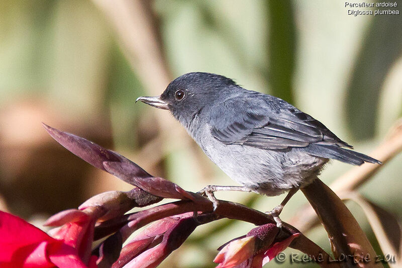 Slaty Flowerpierceradult, identification