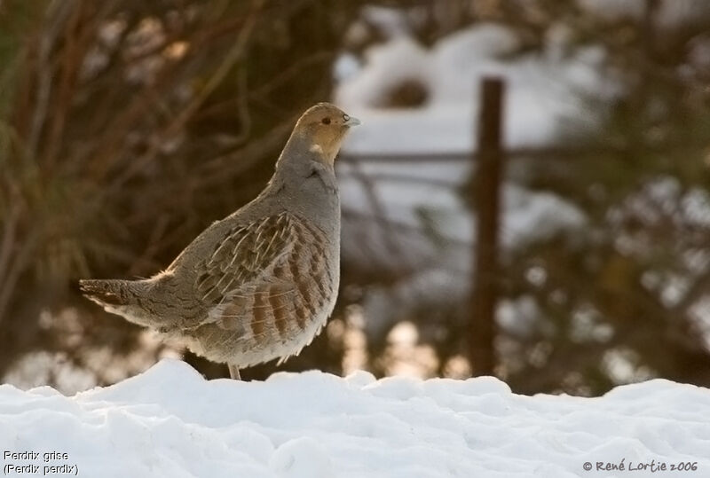 Grey Partridge