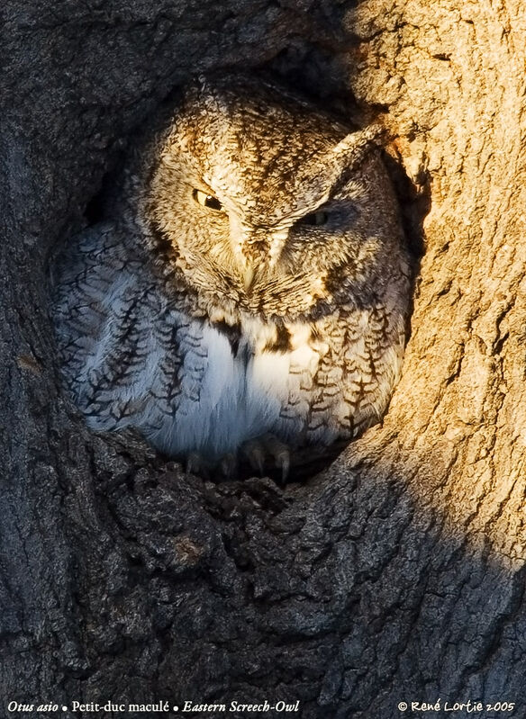 Eastern Screech Owl