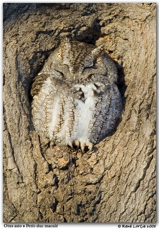 Eastern Screech Owl