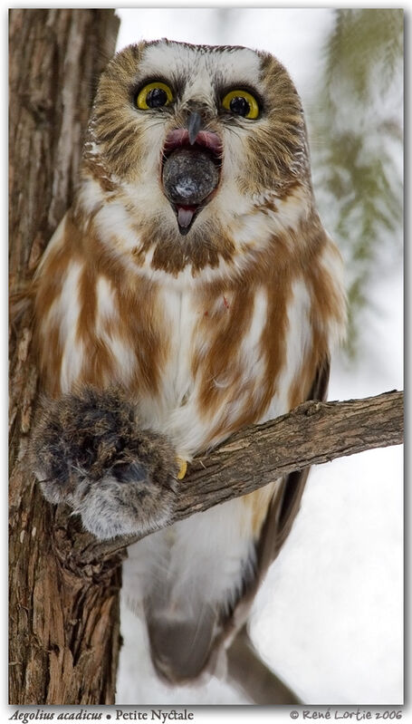 Northern Saw-whet Owl